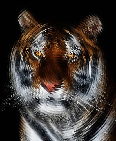 tiger gif
