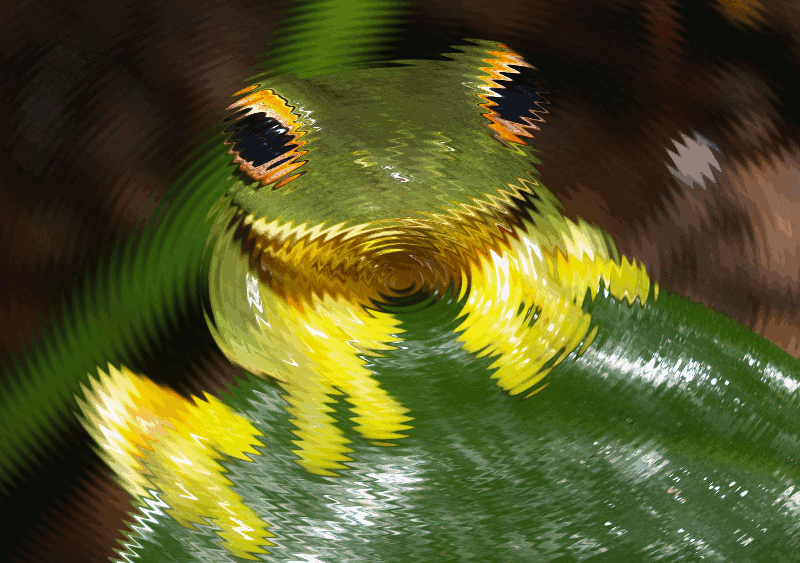 frog background