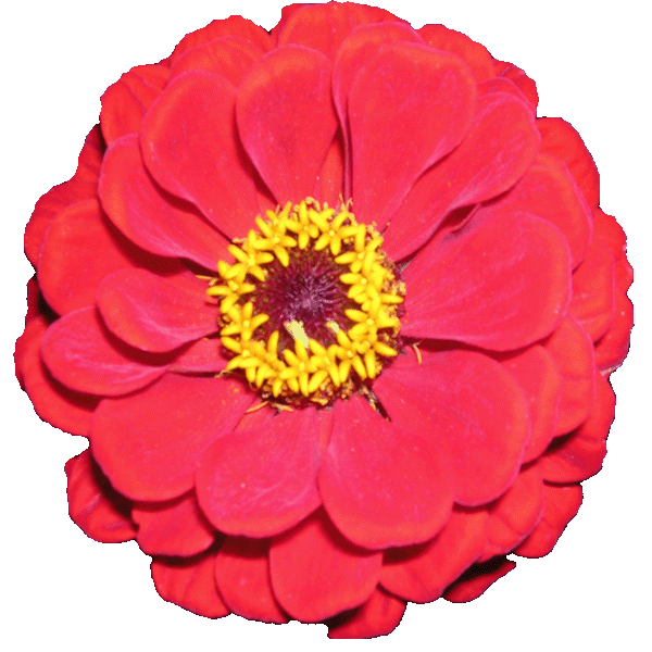 zinnia flower