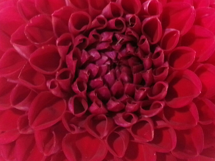 red flower background