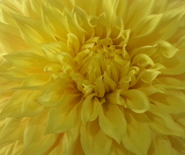 yellow flower background