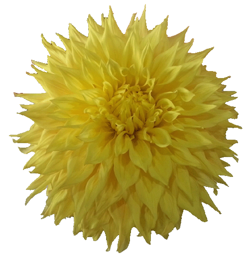 yellow flower